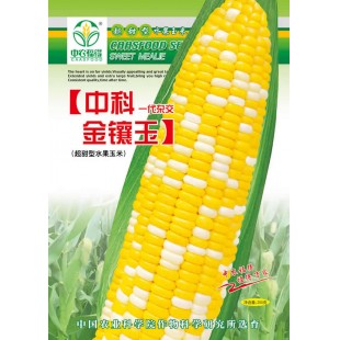 中国农科院 中农福得 中科金镶玉甜玉米种子 黄白粒玉米种子 粒大