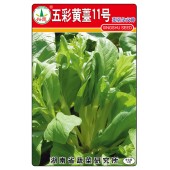 湖南兴蔬 五彩黄薹11号菜苔种子 早熟 优质 丰产 品质好 菜薹种子 10克装