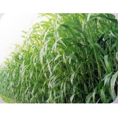 广州卓艺种业 墨西哥玉米草种子 喜温 喜湿 耐肥 对土壤要求不严 牧草种子 500克装