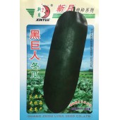 广州绿霸 黑巨人冬瓜种子 瓜炮弹形 墨绿色 瓜更大 更抗病 更高产 冬瓜种子 常规种 10克装