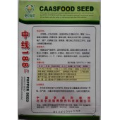 中国农科院 中线188线椒种子 中早熟 果长30厘米左右 稳产高产 线椒种子 1200粒装