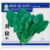 中国农科院 贝拉速生菠菜种子 尖圆叶 单棵重40克左右 菠菜种子 300克罐装