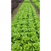广东百蔬 进口意大利生菜 纯度高 叶形美观 耐寒 耐抽苔 全年可种 散籽 500克装 生菜种子