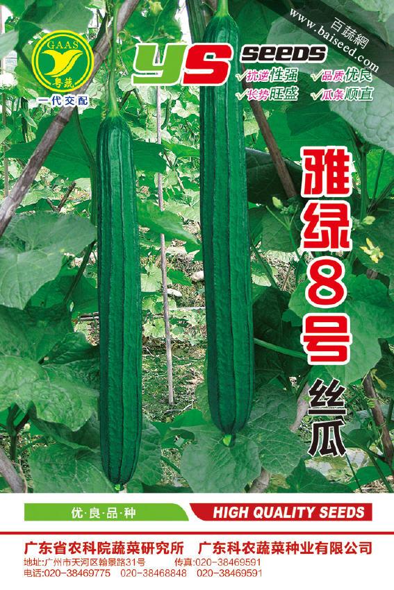 广东粤蔬 雅绿八号丝瓜种子 广东农科院选育 华南地区夏季唯一可种植丝瓜品种 丝瓜种子 15克装