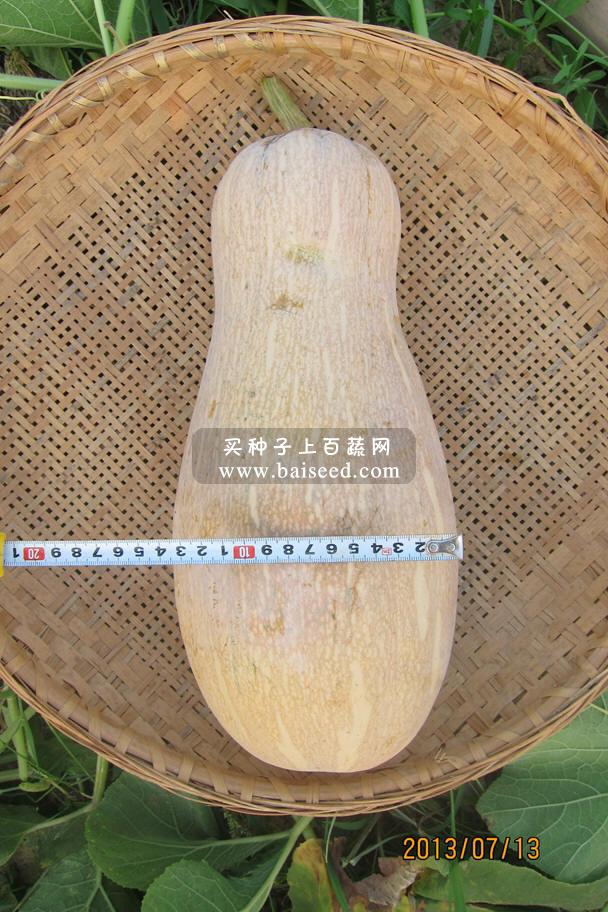 广州金旺 南瓜王种子 最好蜜本南瓜种子 肉厚 耐贮运 南瓜种子 50克罐装