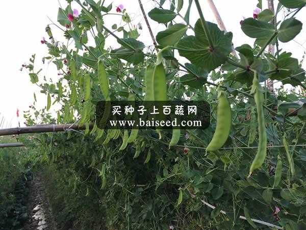 广州阳兴 精选604荷兰豆种子 紫红花 新品种 产量最高 荷兰豆种子 500克装