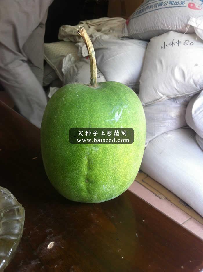 广州华绿 小冬瓜 高档优质小冬瓜种子 头尾整齐 深绿色 冬瓜种子 20粒装