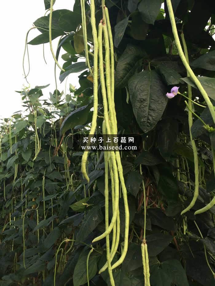 广州阳兴 秀田冠秀全能油白豆角种子(200克罐装)/抗病/产量高/2-9月适播