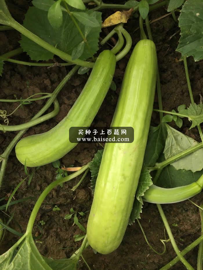 广州阳兴 万家丰白瓜种子 耐热耐雨水 亩产达5000斤 白瓜种子 15克装