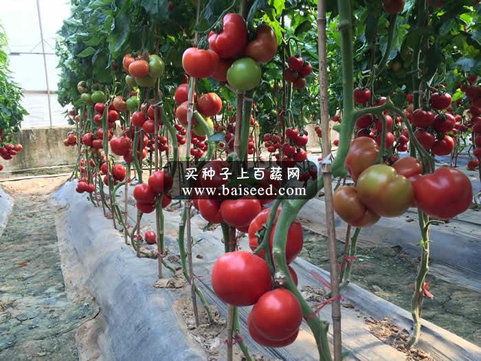 广州阳兴 亿农发高档石头番茄种子(1000粒装)/极为耐裂果耐烂果石头番茄类型/无限生长/亩产可达10000公斤