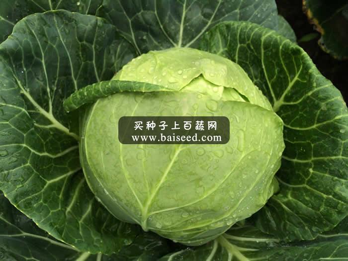 广州阳兴 新前途甘蓝种子 耐裂球 抗病性强 商品性极好 甘蓝种子 10克装