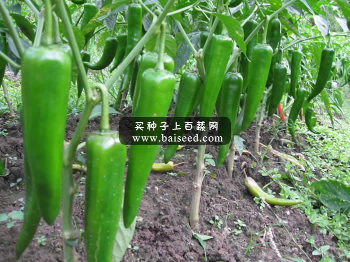 广州阳兴 天下椒霸338种子 大果青绿 挂果多 亩产可达7000公斤 辣椒种子 5克装