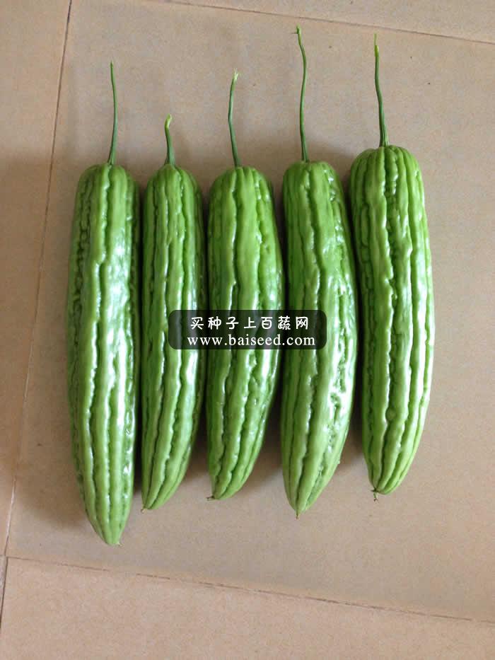广州阳兴 金将苦瓜种子 中熟 抗病耐热 多瓜高产 商品性特好 优质苦瓜品种系列 苦瓜种子 20克装