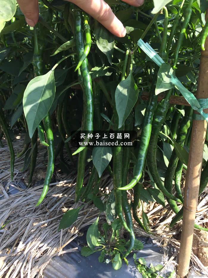 广州阳兴 青帝香辣线椒种子 粗直型深绿线椒系列 线椒种子 5克装