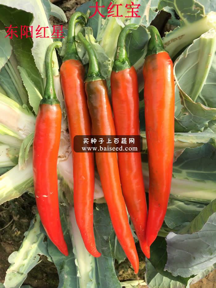 广州阳兴 大红宝厚肉尖椒种子 抗病 耐热 皮薄肉厚 辣椒种子 5克装