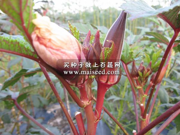 武汉蔬菜所红箭秋葵种子 果实外皮红色 亩产量2000kg 武汉蔬菜所出品 秋葵种子 10克装