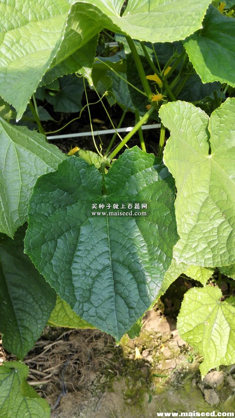 广州农达 园宝318刺瓜种子 园宝青瓜种子 瓜柄极短 耐热 果色深绿光亮 青瓜种子 10克装