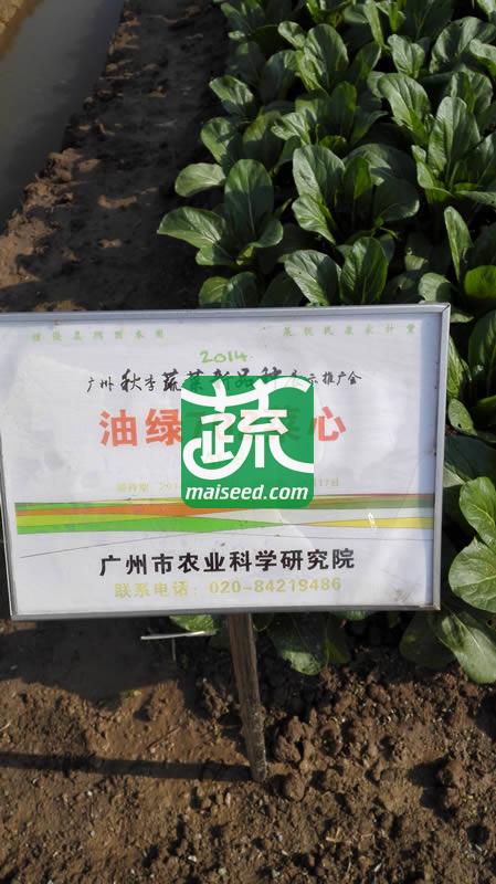 广州乾农 菜科所油绿702菜心种子 优质 丰产 稳产 中熟油青菜心 菜心种子 200克装