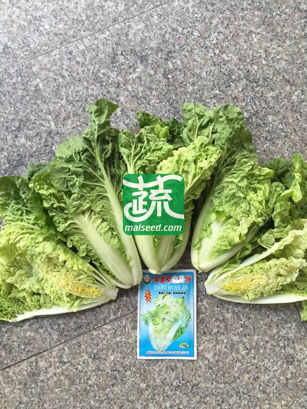 揭阳农友 揭研早皇京白菜种子 早生 热带全年可播 亩产约2000公斤左右 种子 500克装