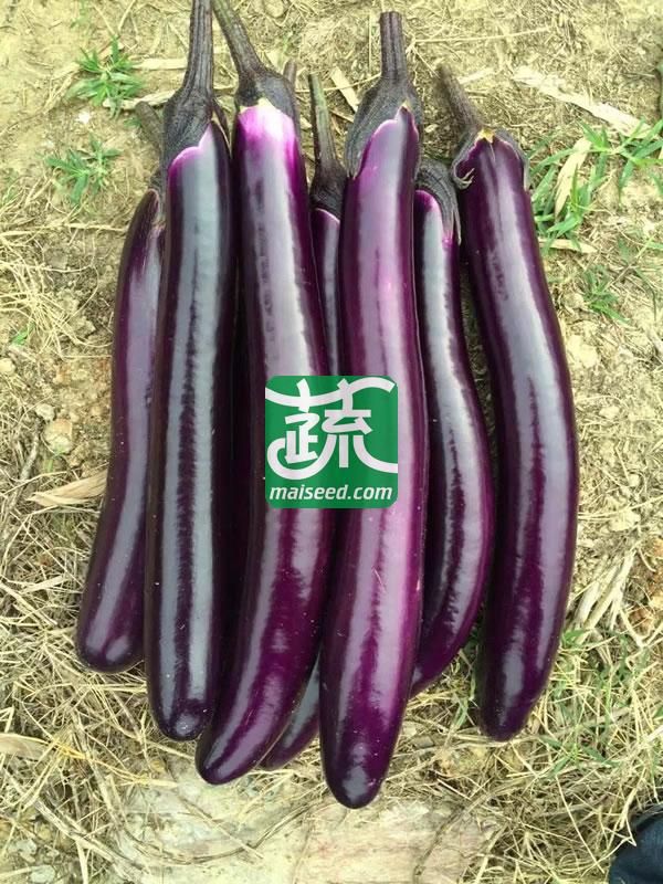 广州农达 309紫红长茄种子 卖相好 卖价高 果色深紫光亮 高温不易退色 植株生势强 果较直 茄子种子 1000粒装