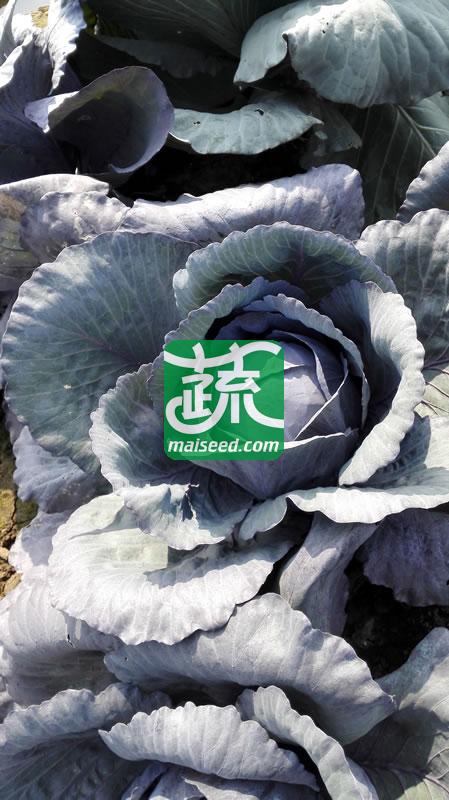 台湾长胜 紫福紫甘蓝种子 早中生 耐热耐湿 定植后70-80天可采收 甘蓝种子 10克装