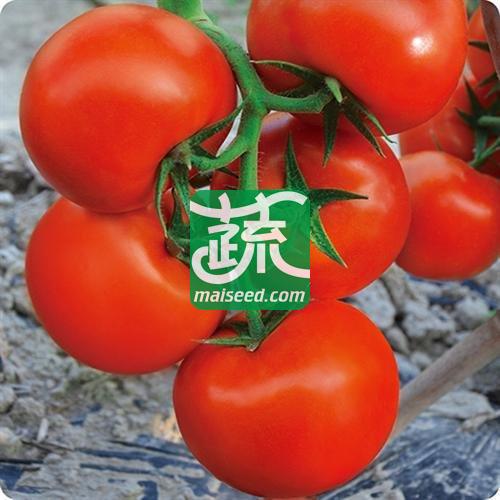 豫艺种业 豫星79番茄种子  抗TY病毒 果个大 颜色亮 耐贮运 番茄种子 1000粒袋