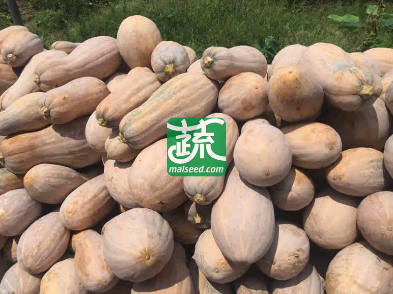 广州金旺 金瓜王种子 中熟 大果 丰产 耐贮运 南瓜种子 50克装