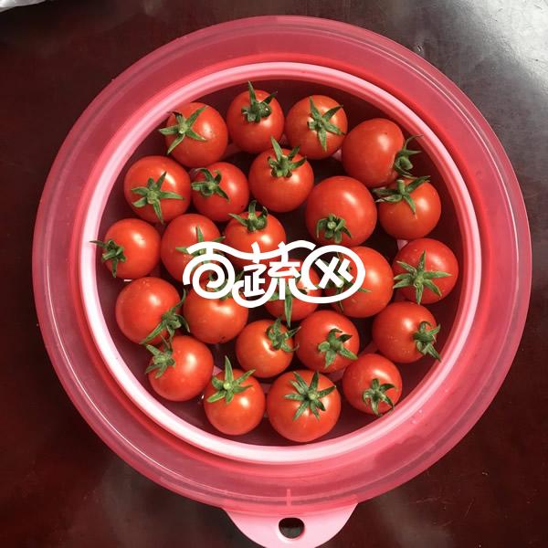 广州绿霸 多宝樱桃番茄种子 无限生长型 鲜红亮丽 果实正圆形 单果重18-25克 耐裂果 糖度高 硬度好 特耐贮运 番茄种子 300粒装