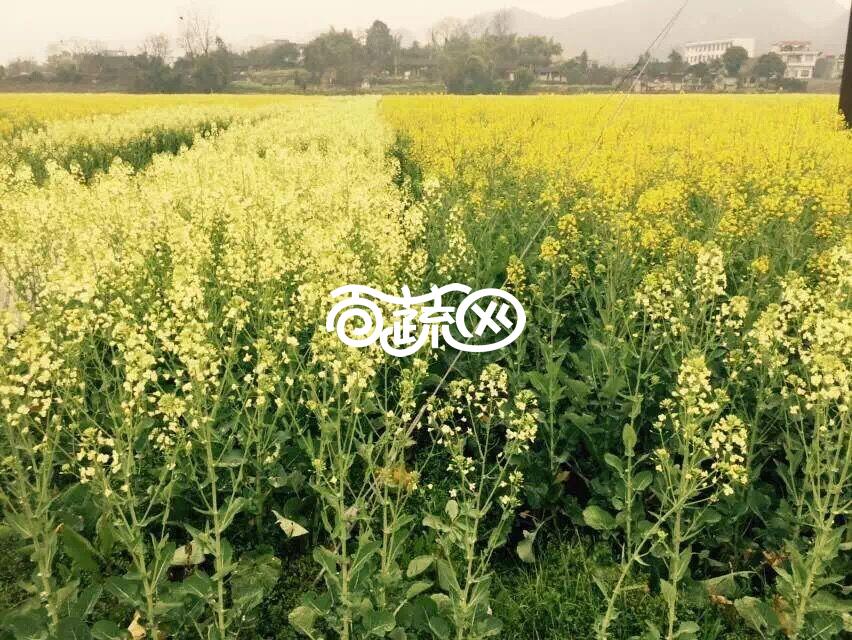 观赏性油菜花种子 白花 花期长 适合广东 广西等华南地区种植  油菜花种子500克装