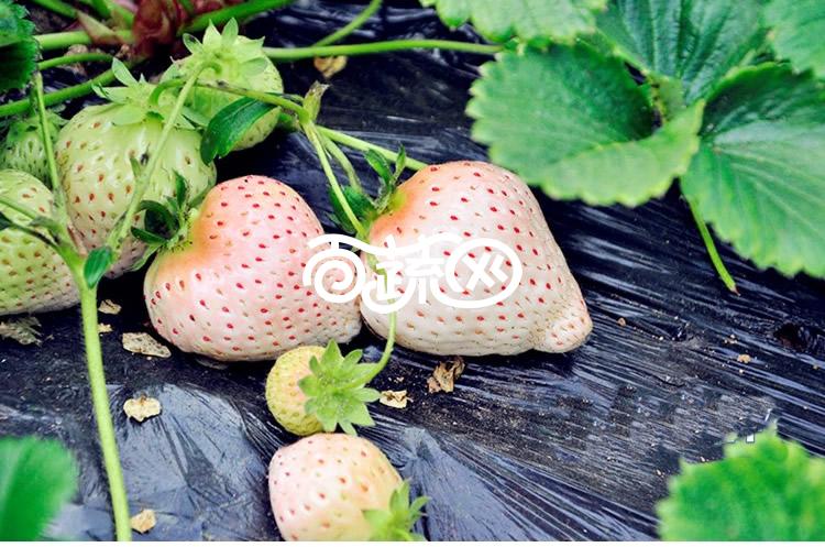 北京华艺 奶油草莓种子 四季播种 口感香甜 生长旺盛 果大品质好 50粒装