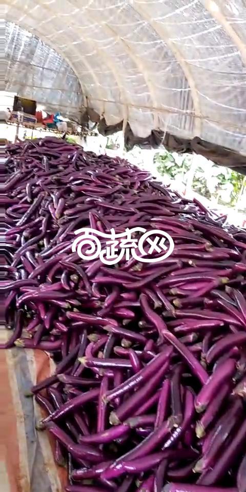 广州亚蔬 天龙八号紫红茄种子 颜色特别鲜亮 耐储耐运 果条深紫 亮丽 果肉细嫩 紫红茄种子 5克