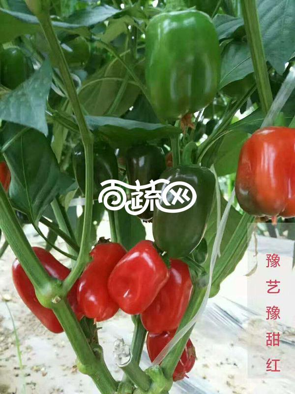 河南豫艺种业 豫甜红 成熟后果实红色 100粒