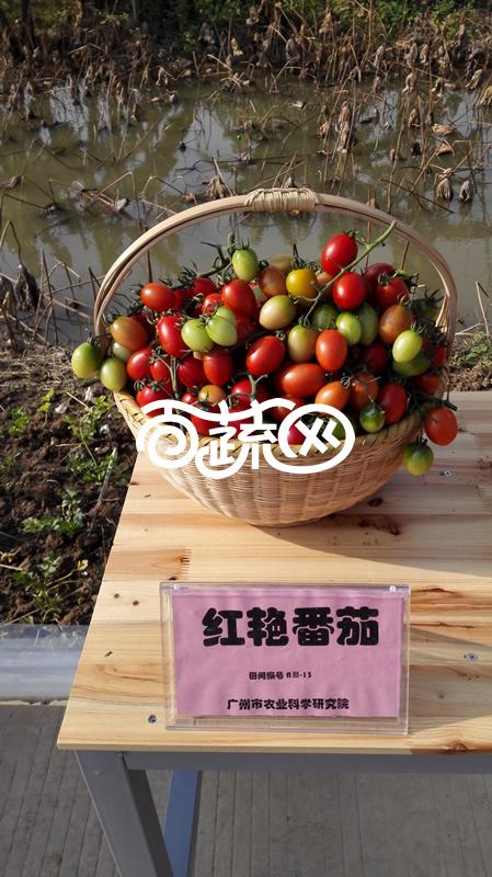 广州乾农  红艳樱桃番茄 无限生长型 早生 单果重14g 果实长椭圆形 糖度可达9.8% 不易裂果 耐储运 1克装 番茄种子