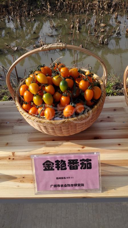 广州乾农  金艳樱桃番茄 无限生长型 早生 单果重17-20g 果实长椭圆球形 不易裂果 耐储运 1克装 番茄种子