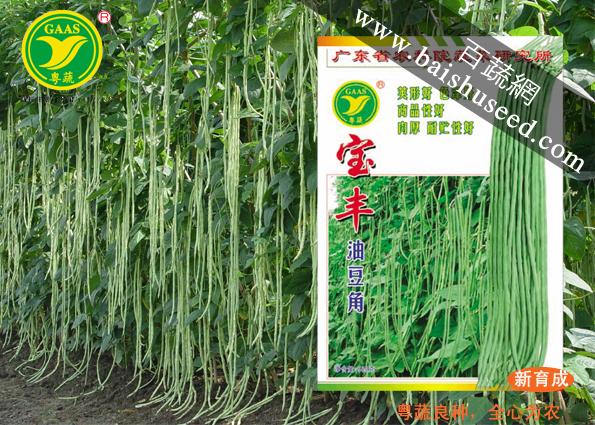 广东粤蔬宝丰油白豆角种子 广东农科院选育 豆荚绿白色 初收春植约55天 豆角种子 400克装