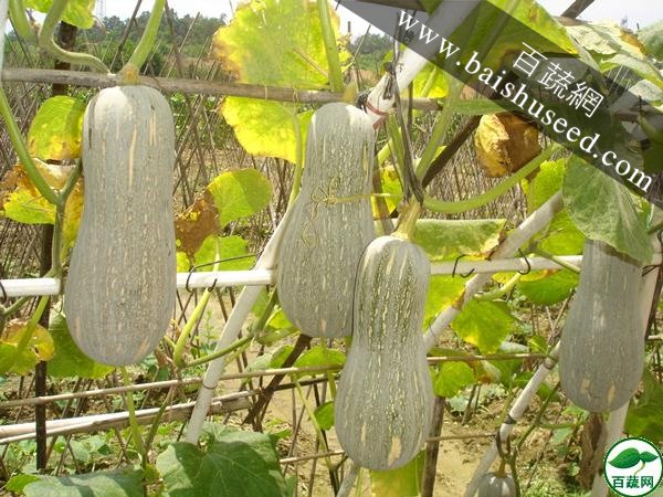 广州农源 皇冠 高产 优质 纯度高 抗性强  耐贮运 40克装 南瓜种子