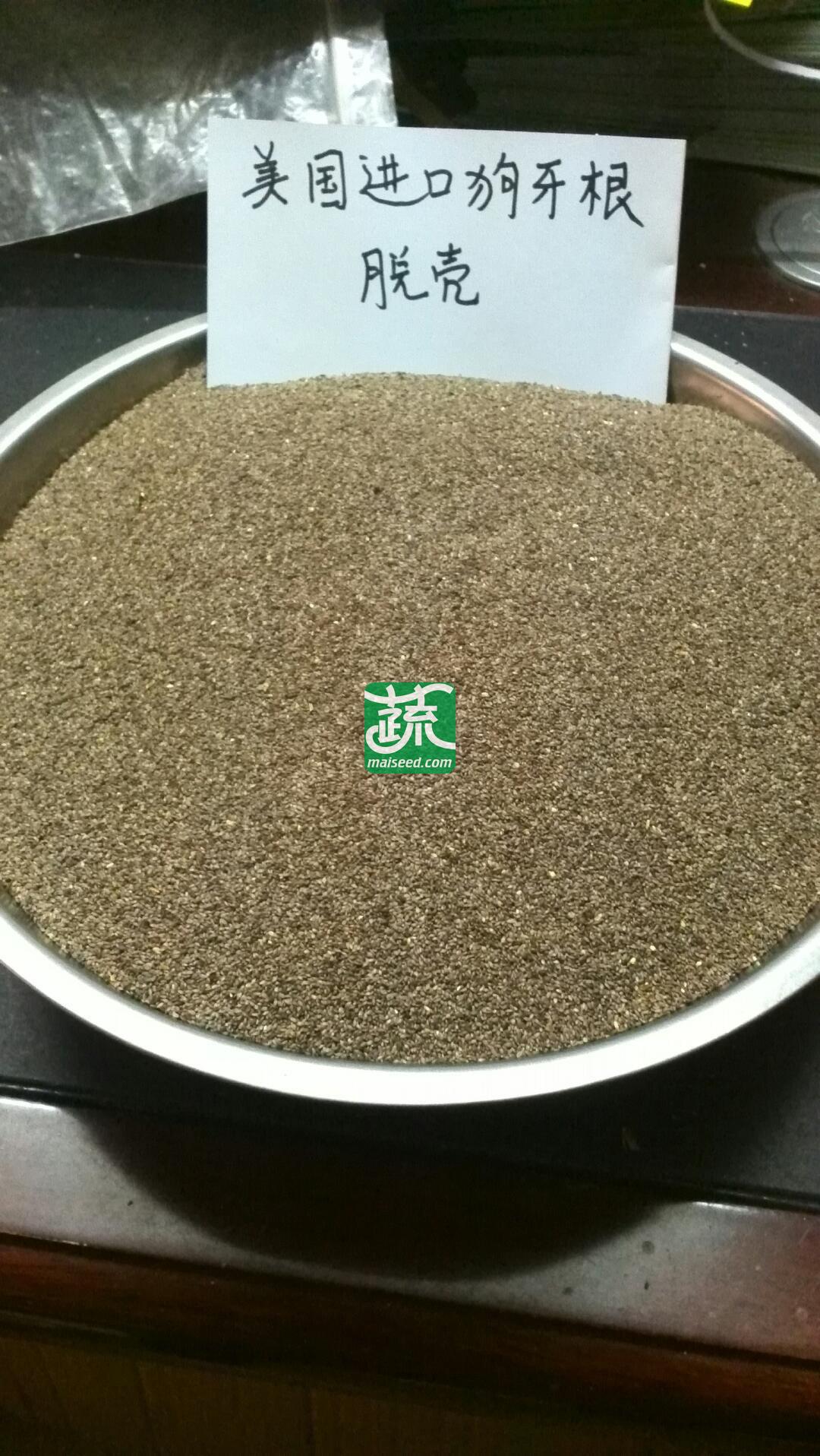 广州卓艺种业 美国进口脱壳狗牙根种子 护披 草坪种子 500克装